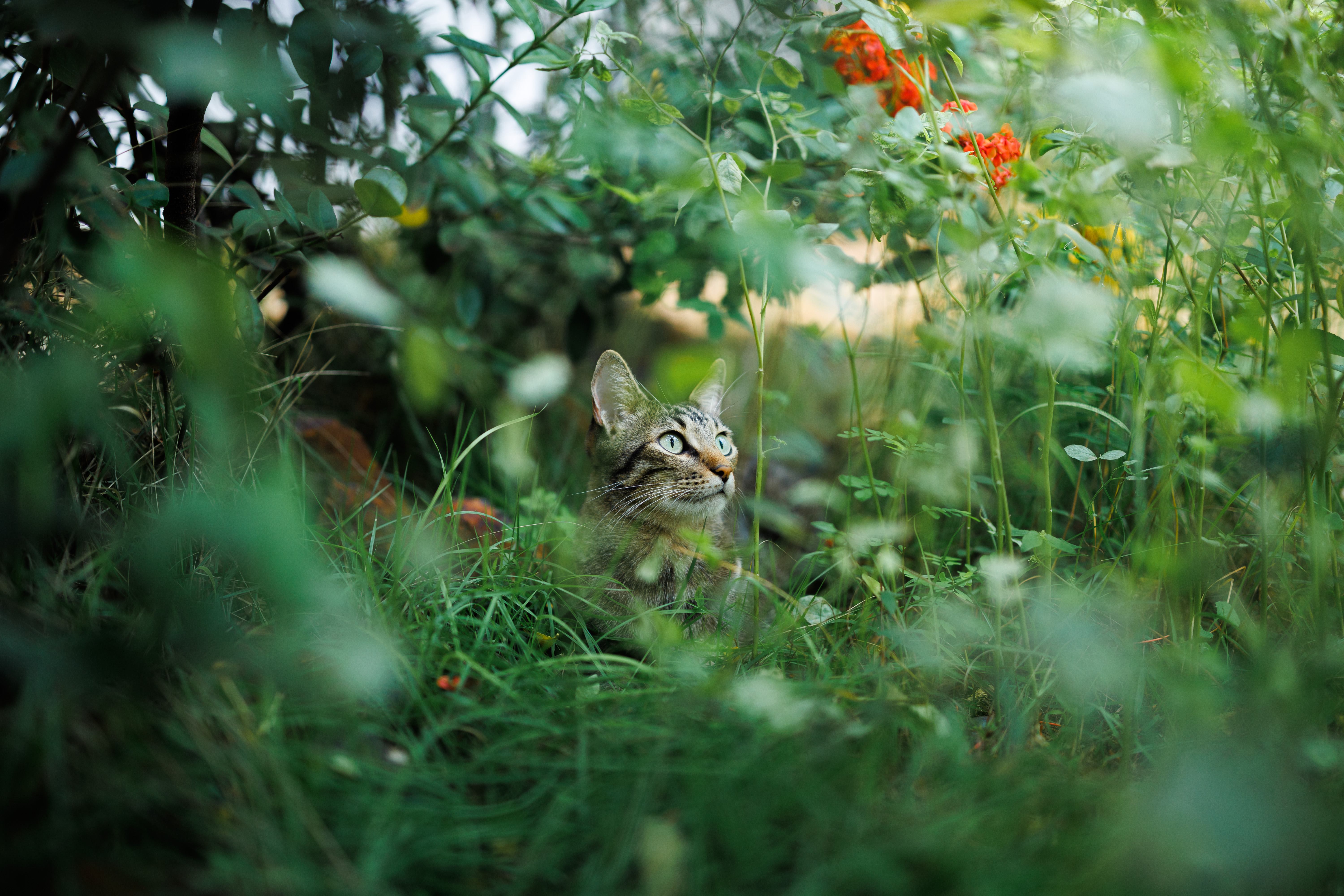 Várias fotos de gatinhos